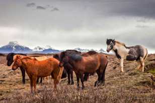Icelandic horses-9051 Icelandic horses-9051